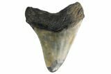 Fossil Megalodon Tooth - South Carolina #164996-1